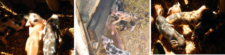 Images of piglets waiting to see mother