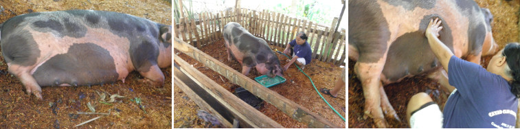 Images of pig sleeping, eating and being massaged