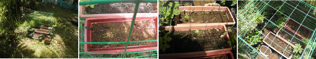 Images of seedlings in nursery area