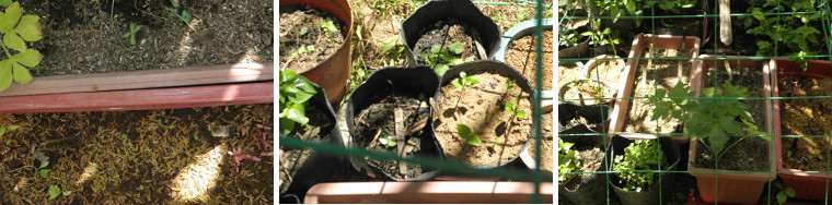 Images of seedlings in pots