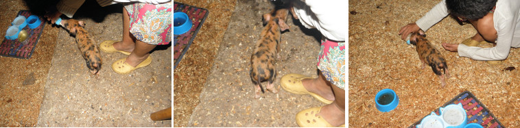 Imgages of sick piglet being hand fed