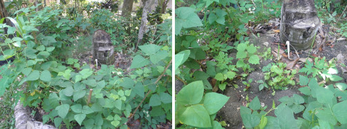 Images of beans growing in stump patch