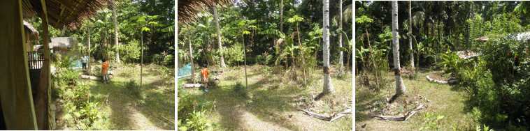 Images of sunny garden after rain in the night