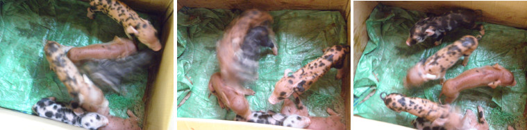 Images of live piglets in a box