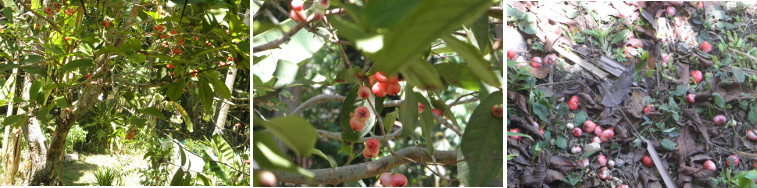 Images of "Tambis" fruit
        growing