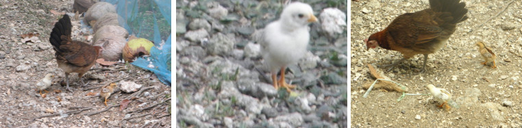 Images of young chicks