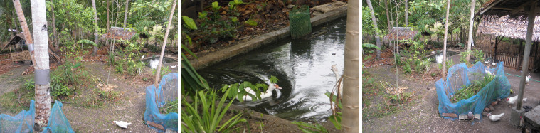 Images of overcast and light rain in the garden