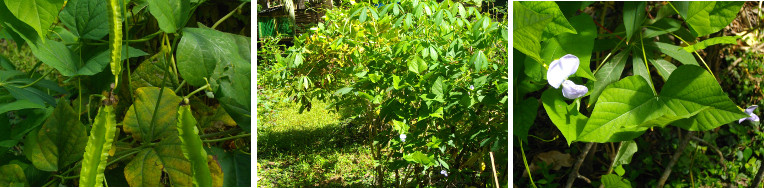 Images of winged beans blooming and fruiting