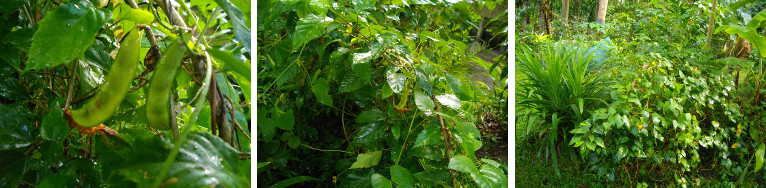 Images of young beans growing