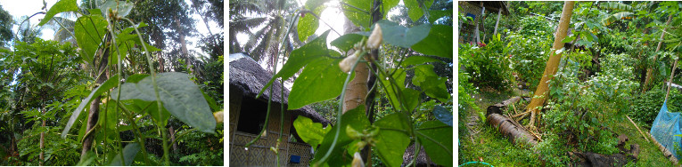Images of young beans growing in tropical garden