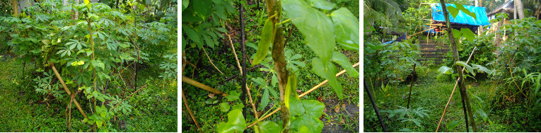 Images of young beans growing