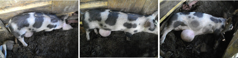 Image of young pig with umbilical hernia