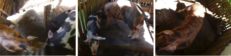 Images of two neighbouring pigs
        finally united
