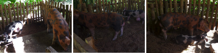 Images of neighbouring pigs finally united