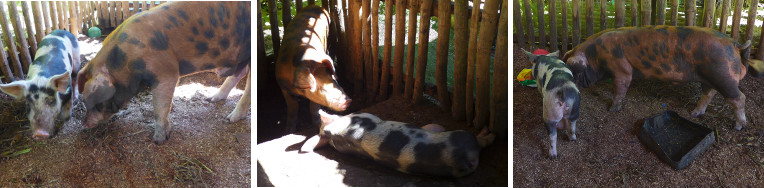Images of neighbouring pigs finally united