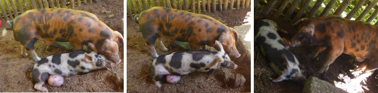ImageImages of neighbouring pigs (both with umbilical
        hernias) finally united