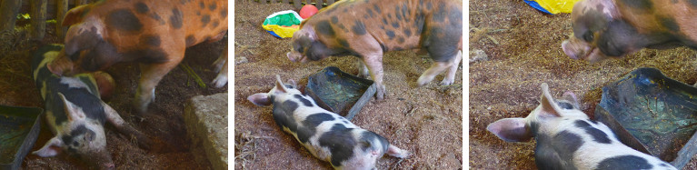 Images of neighbouring pigs finally united