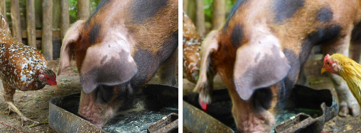 Images of pig sharing food with
        chickens