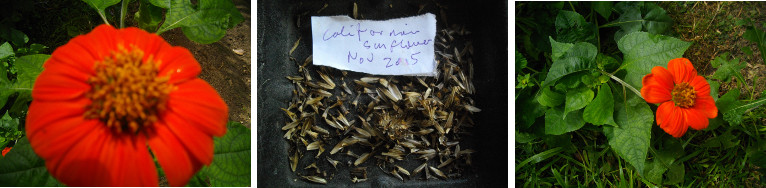 Images of Californian Sunflower with seeds