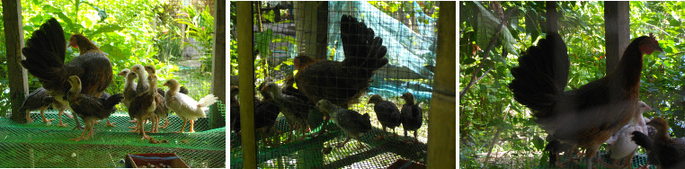 Images of young chicks in coop with mother