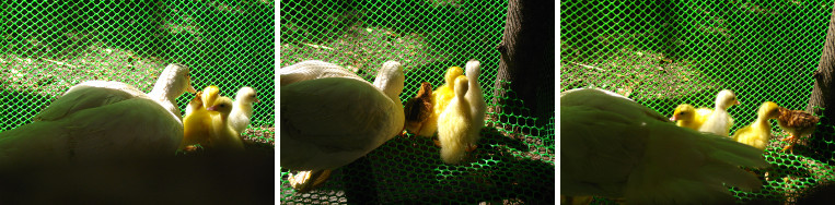 Images of ducklings in coop