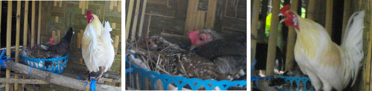Images of Rooster with two Hens
        sharing a nest