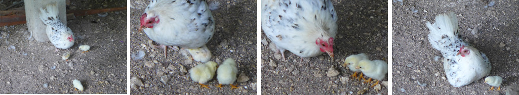 Images of newly born chicks