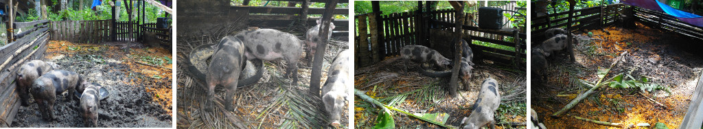 Images of young pigs in muddy sty with sawdust and
        leaves