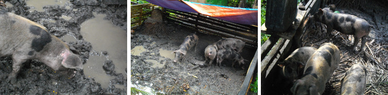 Images of piglets after rain