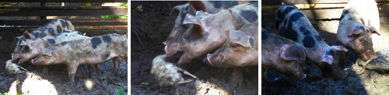 Images of pigs eating a duckling that had strayed into
        pen