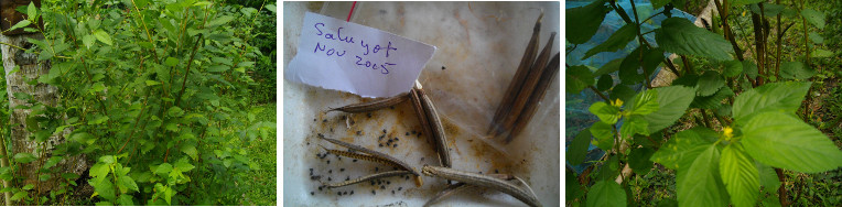 Images of Saluyot and seeds