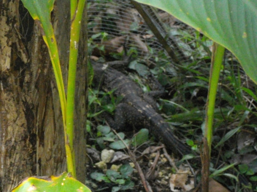 Image of monitor lizard hiding behing
        banana tree