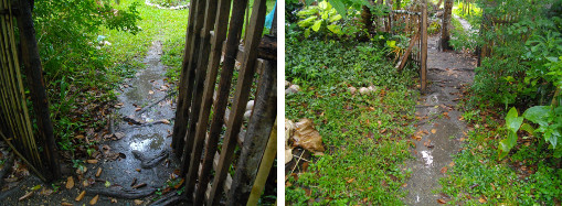 Images of limited flooding by side gate after tropical
        rain