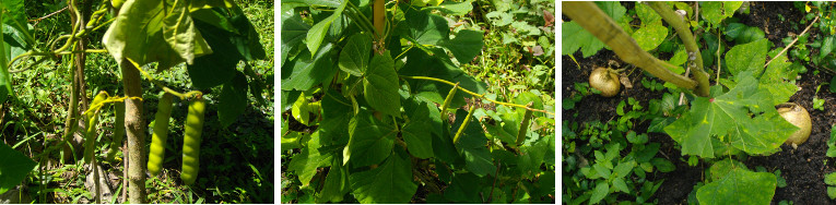 Images of Sinkemas -making seeds and making roots