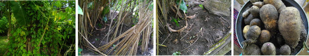 Images of White Yam growing and
        harvested