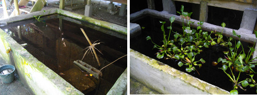 Images of Tilapia pond and water reservoir in tropical
        garden