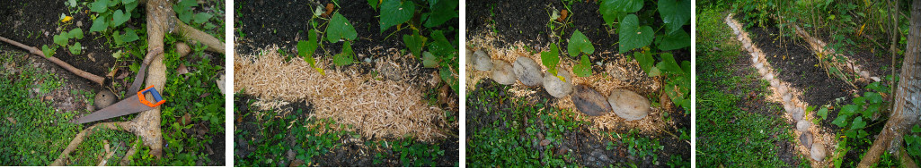 Images of tropical garden patch being
        protected against drought -with sawdust and coconut husks to
        collect water