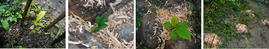 Images of young trees getting
        protection from drought, with sawdust and coconut shells to
        ollect and conserve water