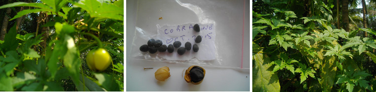 Images of Cobra Vine seeds and plant