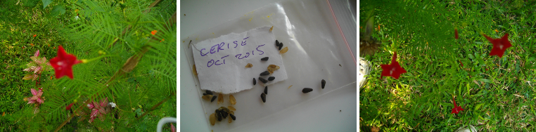 Images of Cerise seeds and plant