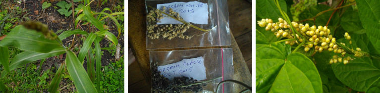 Images of Sorghum and seeds
