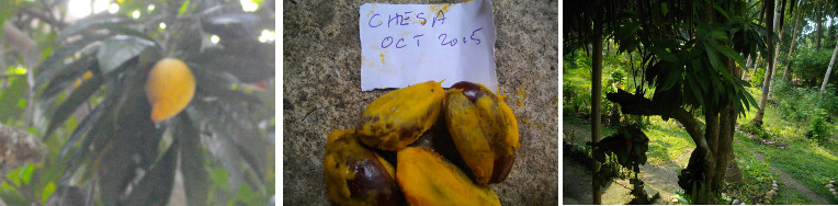 Images of Chesa tree and seeds