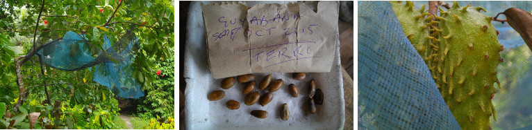 Images of Guyabano fruit, tree and seeds