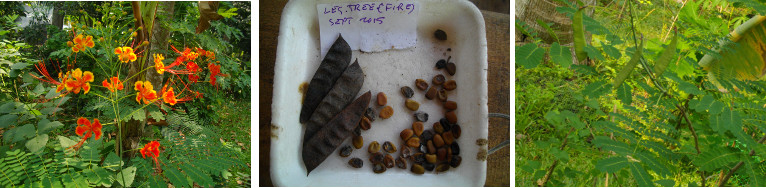 Images of flowering leguminous tree and seeds