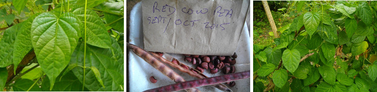 Images of Red Cowpea plant and seeds