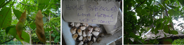 Images of Speckled Lima bean plant and seeds