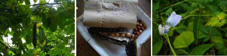 Images of Winged Bean plant and seeds