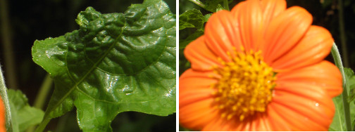 Images of plants after rain