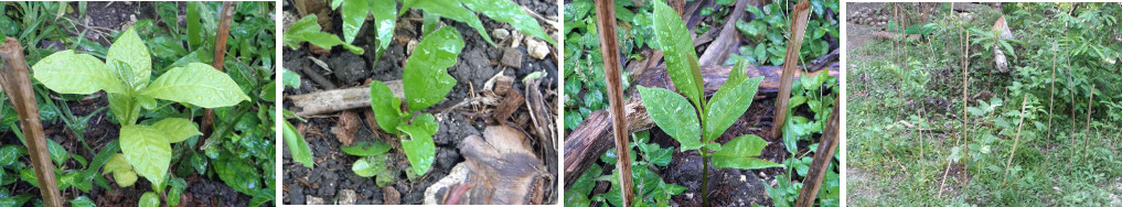 IMages of tree seedlings planted in
          tropical garden patch