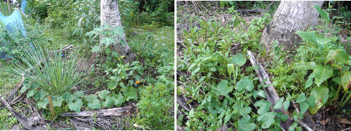 Images of various plants growing under and around
        coconut trees in tropical garden